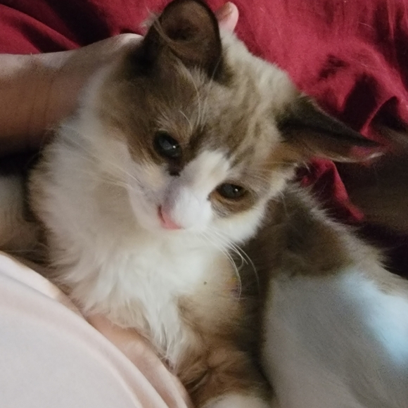 Ragdoll babies and Ragdoll Supplies and Grooming - Picture 7 of 7